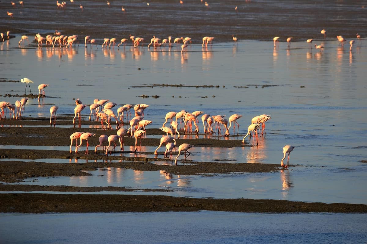 ٦ مناطق سرية وسحرية في مومباي 6 Sewri Flamingo Viewpoint